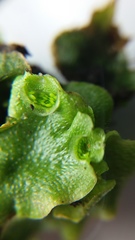 Lunularia cruciata