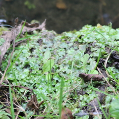 Lunularia cruciata