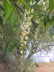 Prunus