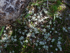 Sedum spathulifolium