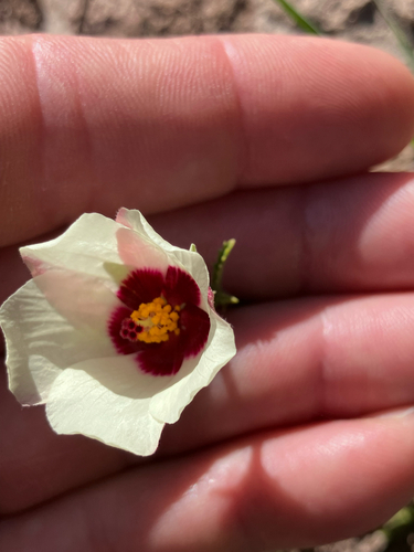Bladderweed (Hibiscus pusillus)