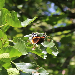 Vanessa atalanta