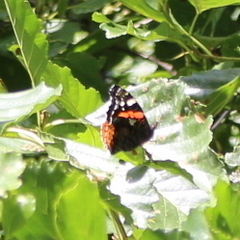 Vanessa atalanta