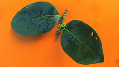 Maytenus obtusifolia