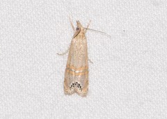 Euchromius ocellea