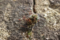 Tortula muralis