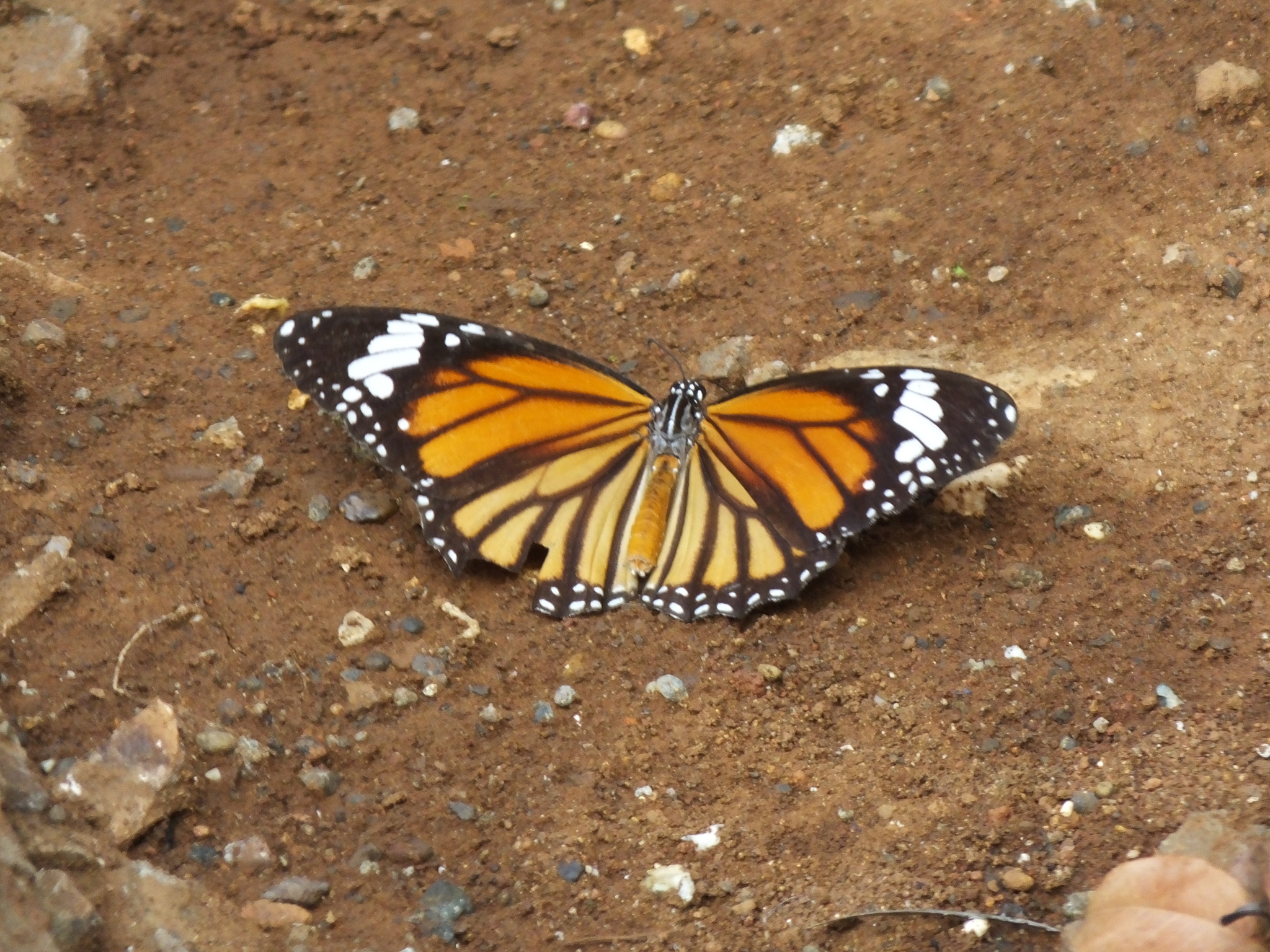 Striped Tiger