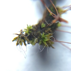 Tortula muralis
