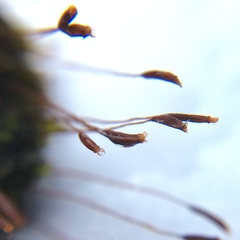 Tortula muralis