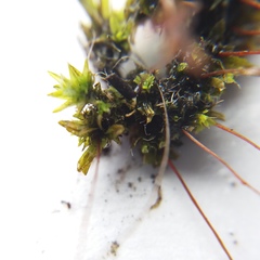 Tortula muralis