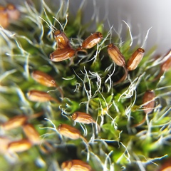 Grimmia pulvinata