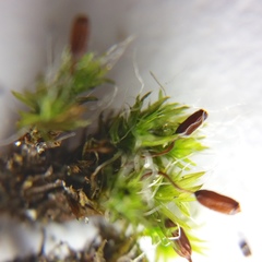 Grimmia pulvinata
