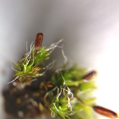 Grimmia pulvinata