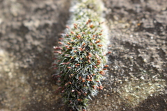 Grimmia pulvinata
