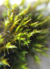 Bryophyta