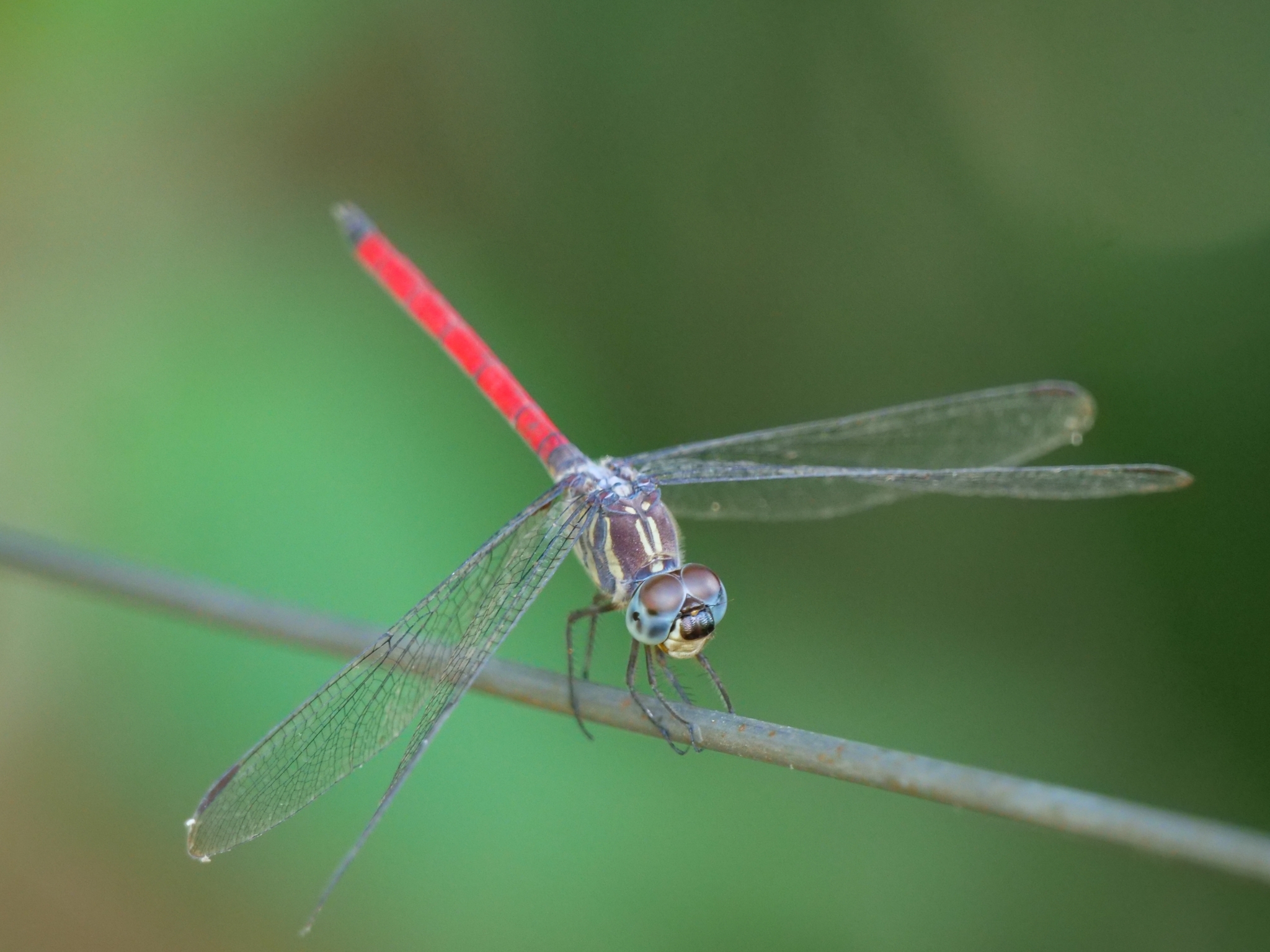 Asiatic Bloodtail