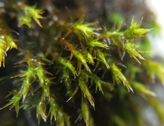 Bryophyta