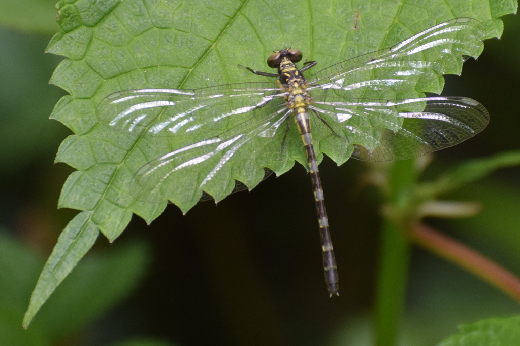 Davidius kumaonensis