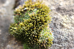 Bryophyta