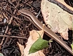 Ablepharus deserti