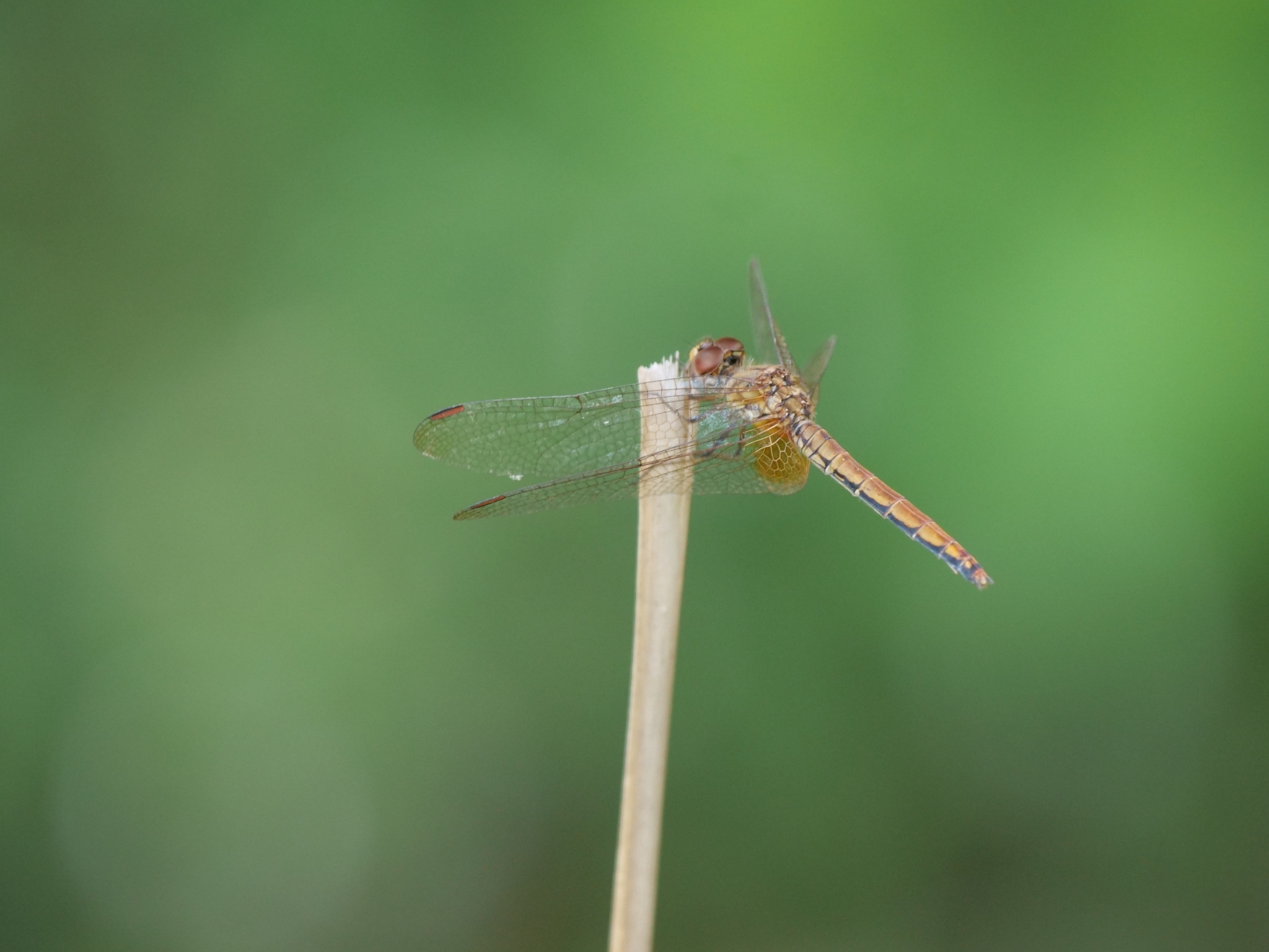 Crimson Marsh Glider