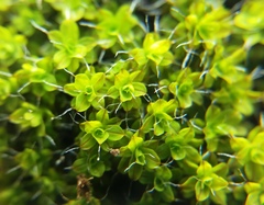 Syntrichia montana
