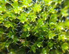 Syntrichia montana