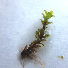 Syntrichia montana