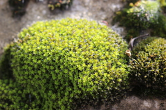 Syntrichia montana