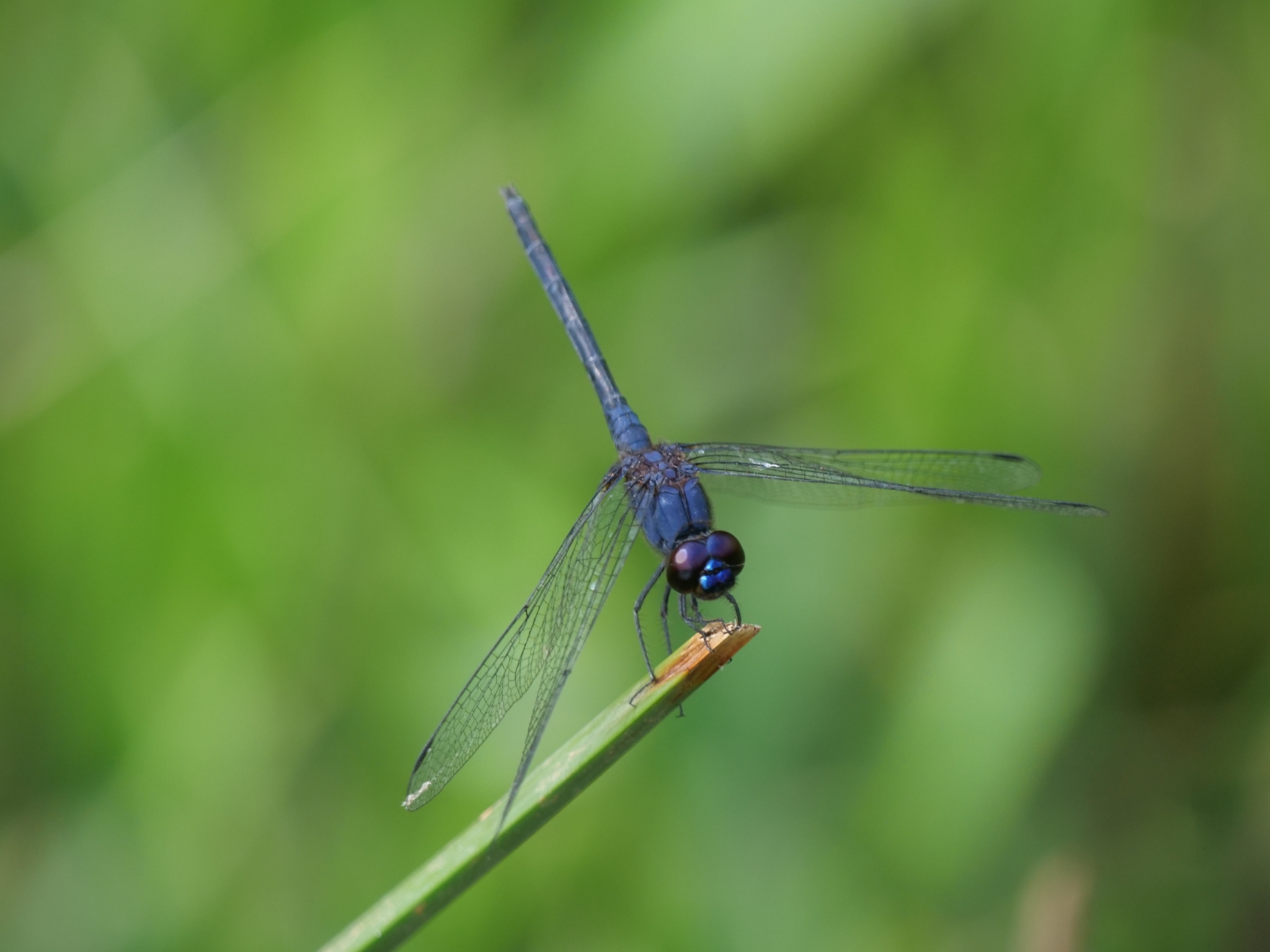Black Stream Glider