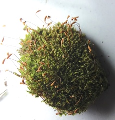 Bryophyta