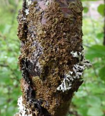 Melanohalea olivacea