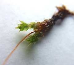 Bryophyta