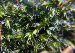 Bryophyta