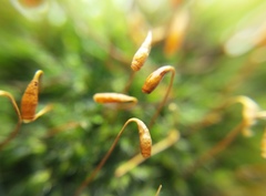 Bryophyta