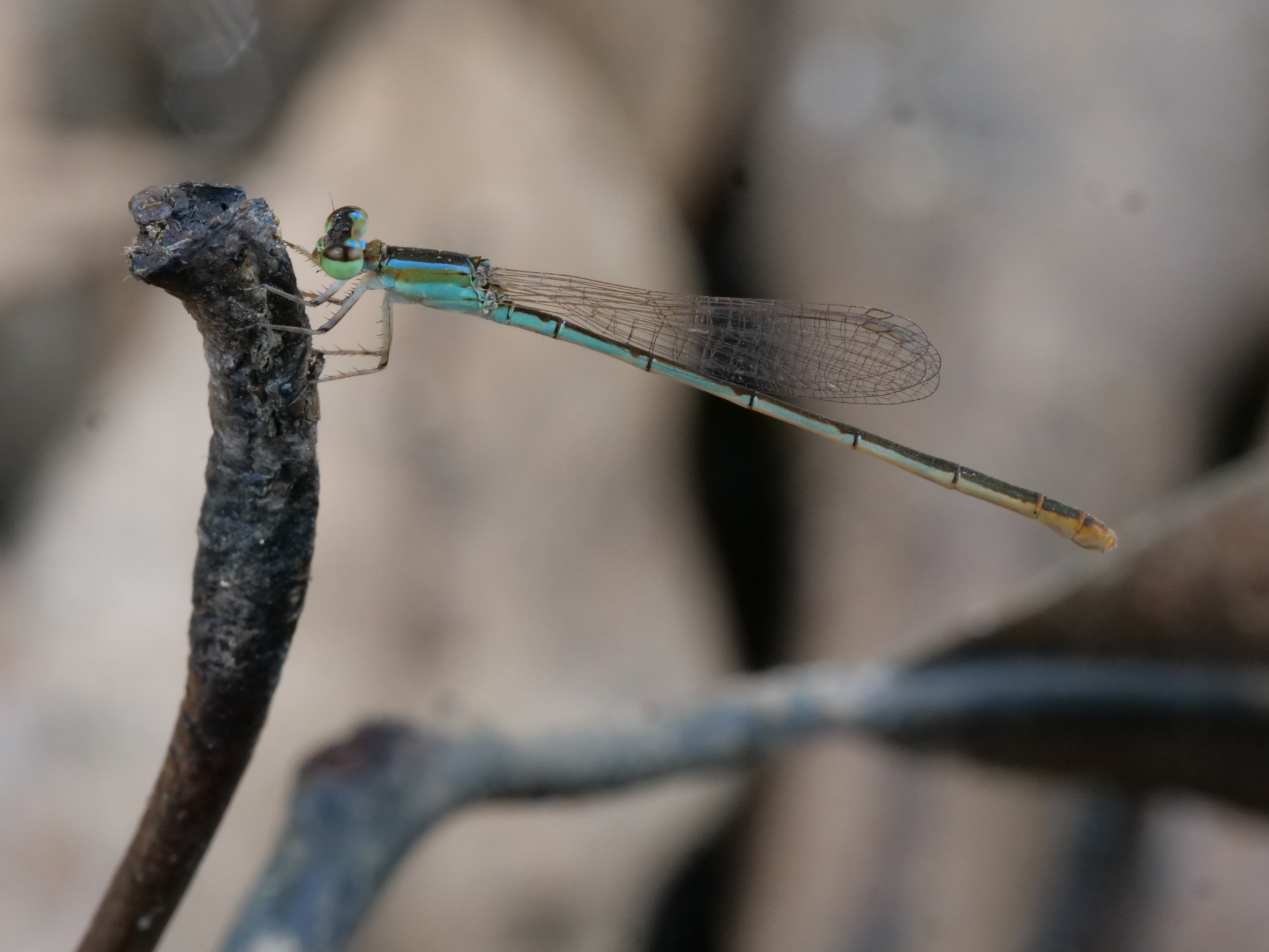 Pygmy Dartlet