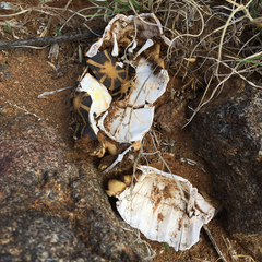 Psammobates tentorius