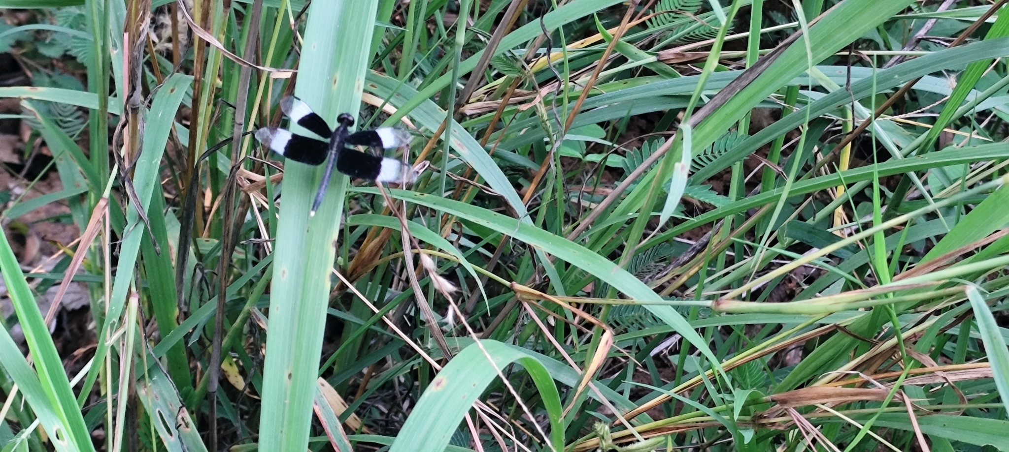 Pied Paddy Skimmer