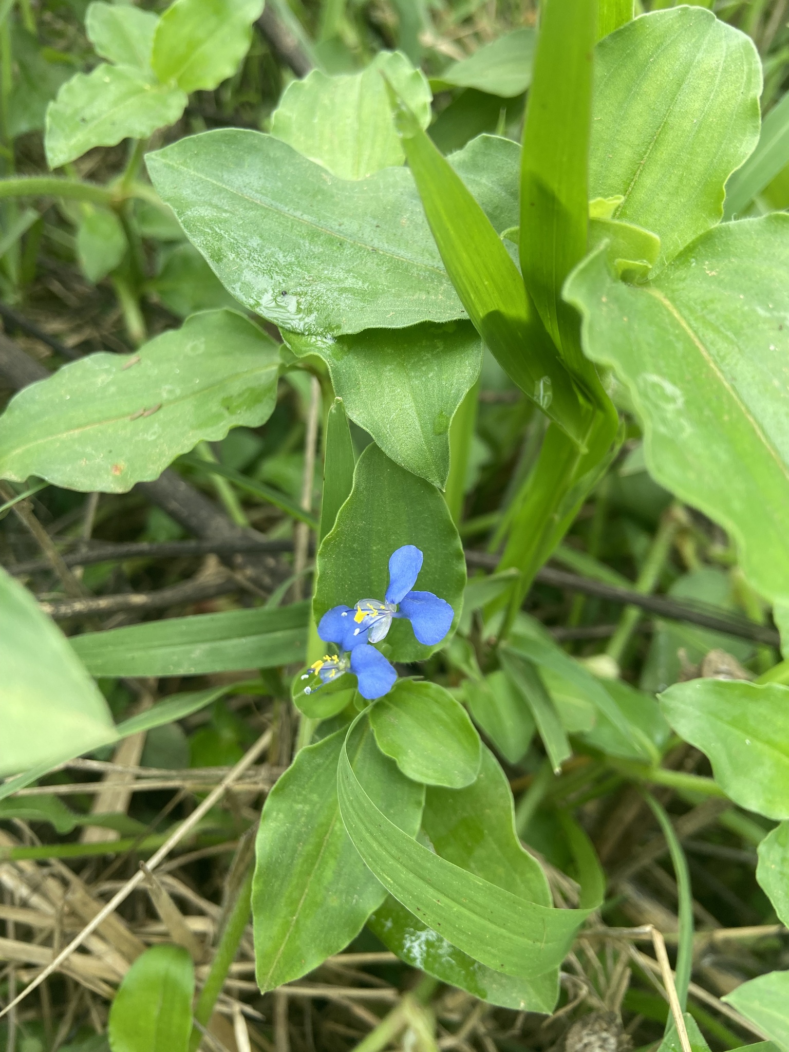 Commelina benghalensis