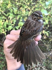 Melospiza melodia morphna