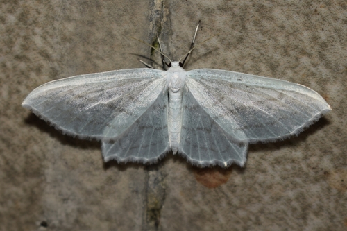 Palaeomystis
