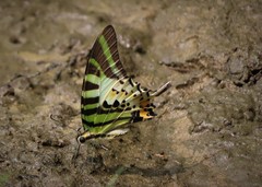 Graphium antiphates itamputi