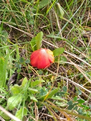 Hygrocybe conicoides