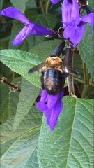 Xylocopa virginica
