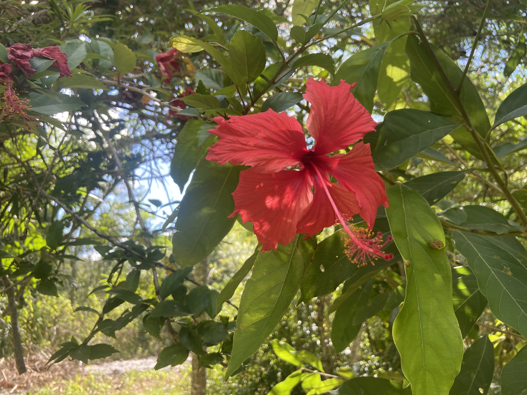 Hibiscus archeri