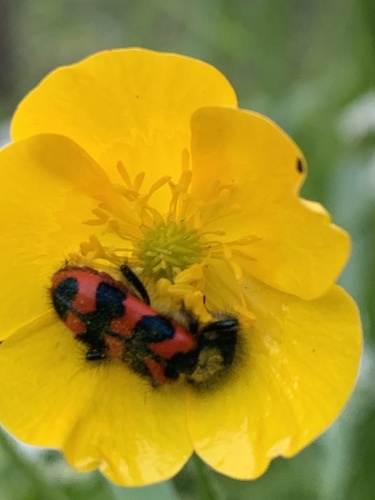 Bee-eating Beetle, Kraispot, Gemonde, Brabant, NL, photo 9 of 10