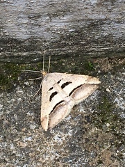 Chiasmia subcurvaria