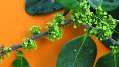 Maytenus obtusifolia