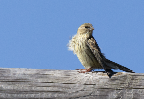 Serín verdecillo (Serinus serinus)