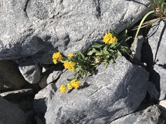 Solidago simplex nana
